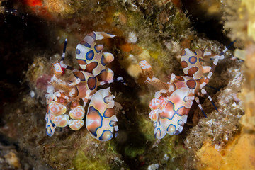 A pair of Harlequin Shrimp (Hymenocera picta) hidden on a tropical coral reef in Asia
