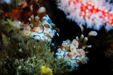 A pair of Harlequin Shrimp (Hymenocera picta) hidden on a tropical coral reef in Asia