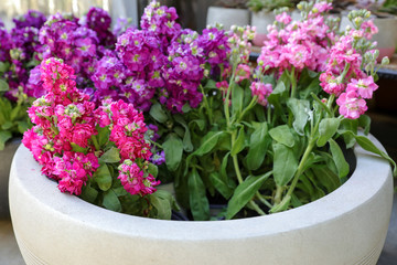 Obraz na płótnie Canvas Pink and purple Matthiola incana Francesca flowers in the garden shop.
