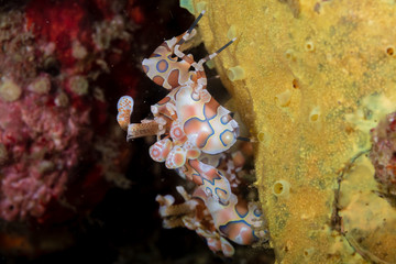 A pair of Harlequin Shrimp (Hymenocera picta) hidden on a tropical coral reef in Asia