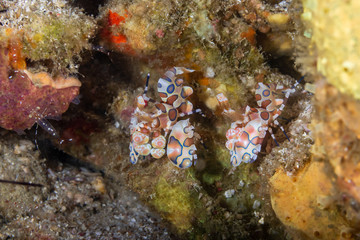 Naklejka na ściany i meble A pair of Harlequin Shrimp (Hymenocera picta) hidden on a tropical coral reef in Asia
