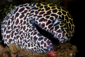 A Honeycomb Moray Eel hidden inside an underwater shipwreck
