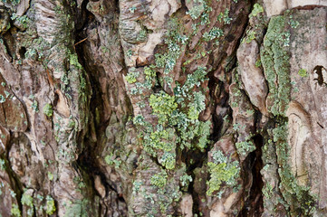Texture of pine bark cracks in the rays of sunlight. Deep cracks, original tree structure. Moss and lichen on the bark. Nature concept for design.