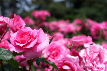 薔薇公園