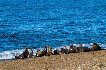 Sea Lion female , Patagonia Argentina