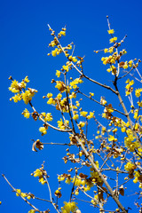 Obraz premium ロウバイ