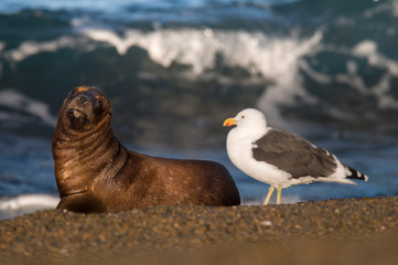 Baby sea lion , Patagonia Argentina