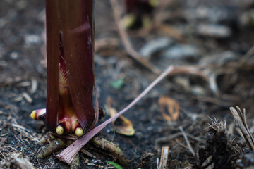 Root of corn plant (Maize)