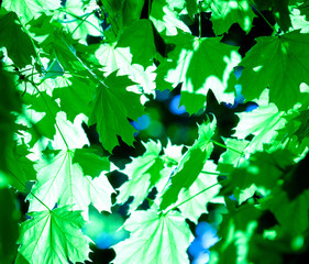 tree leaves