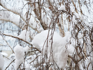 Fresh snow on silver birch tree branches, dried catkins are still on the branches, food for birds