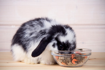 little rabbit eating food on a wooden background