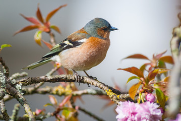 Common chaffinch perched on a cherry blossom tree branch during spring time.