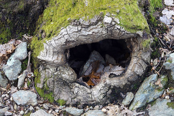 Fototapeta premium detail of old gnarly tree truck with moss and hollow cavity
