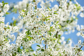 Branches of spring blossoming tree on blue sky background, copy space. Cherry tree with beautiful white flowers. Nature and springtime background, free space