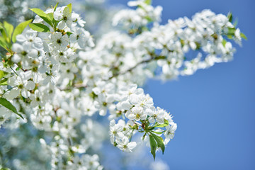 Branches of spring blossoming tree on blue sky background, copy space. Cherry tree with beautiful white flowers. Nature and springtime background, free space