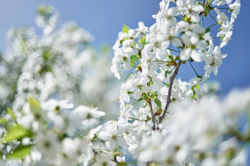 Branches of spring blossoming tree on blue sky background, copy space. Cherry tree with beautiful white flowers. Nature and springtime background, free space