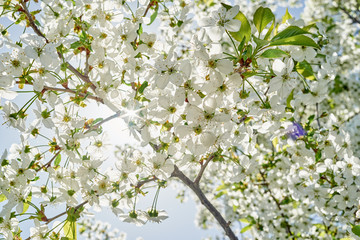 Branches of spring blossoming tree on blue sky background, copy space. Cherry tree with beautiful white flowers. Nature and springtime background, free space