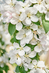 Branches of spring blossoming tree, copy space. Apple tree with beautiful white flowers. Nature and springtime background, free space