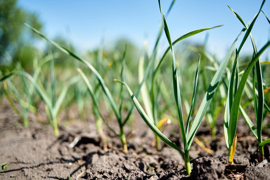 Garlic field, copy space. Green young leaves, onion plants. Garlic plantation. Vegetable farm