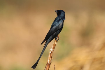 Black bird on a branch