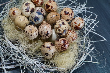 Quail eggs in a basket  - Easter composition.Easter Tradition - Selective focus