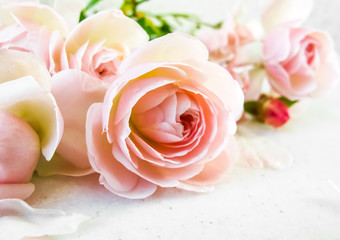 Pink roses isolated on white background. Perfect for background greeting cards and invitations of the wedding, birthday, Valentine's Day, Mother's Day.