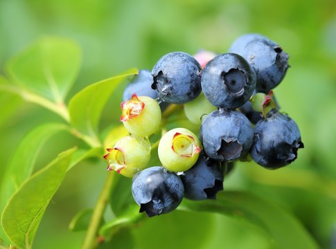 Highbush blueberry.