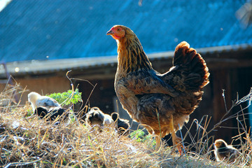 Small chickens go with mother hen in poultry. Domestic birds in yard