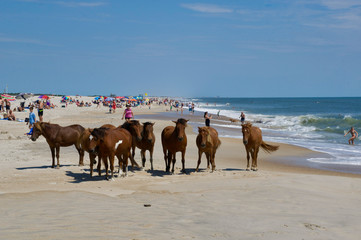 American life / A sandy beach and a group of wild horses napping.