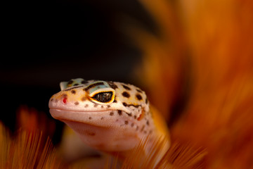 herbivorous lizards