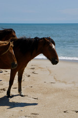 Fototapeta na wymiar American life / A sandy beach and a group of wild horses napping.