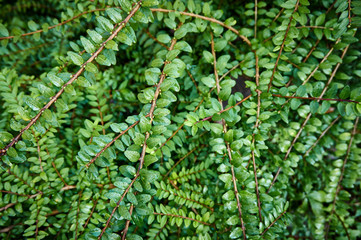 Honeysuckle leaves of Lonicera pileata as texture for design. Selective focus. A carpet of green leaves of honeysuckle on a blurred background. Design and texture. There is a place for your text.