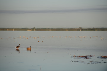 marais