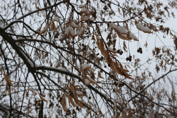  Linden seeds hang on a tree. They are covered with frost.