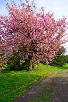 Pink flowering tree over nature background . Spring tree . Spring Background.
