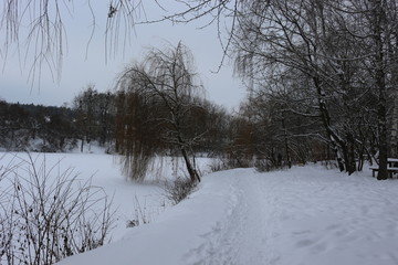  Willow stands on the shore of a snow-covered lake