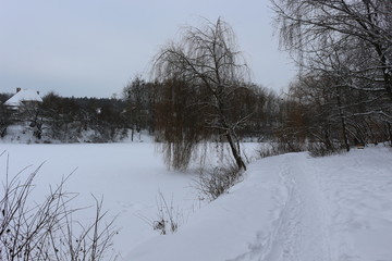  Willow stands on the shore of a snow-covered lake