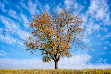 Golden glowing autumn tree against blue sky