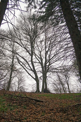 View of a forest in the bare winter clothes