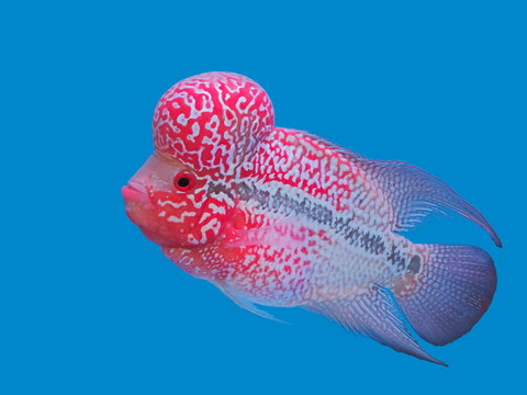 Beautiful flowerhorn cichlid pet fish aquarium, colorful red color with black and white spot texture and big head diving in glass tank fresh water.