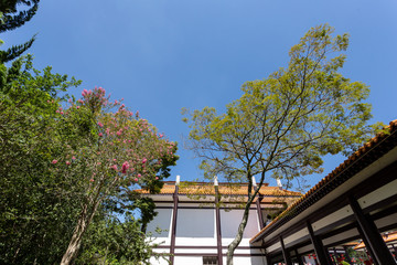 Fototapeta na wymiar tree in front of a house