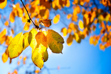 Fototapeta na wymiar Golden glowing autumn leaves against blue sky