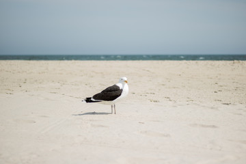 Amerikanische Möwe am Strand der Hamptons