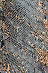 Текстура дерева 1