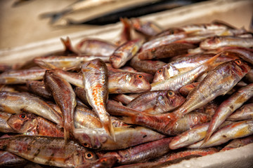 Fish - Triglie