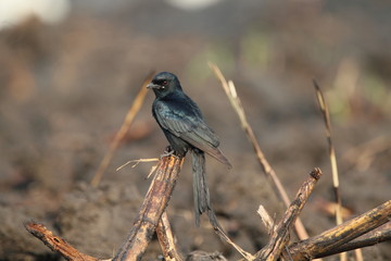 Bird on the stem 