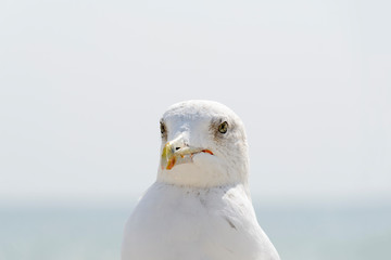 Seagull portrait against sea shore. Close up view of white bird seagull sitting by the beach