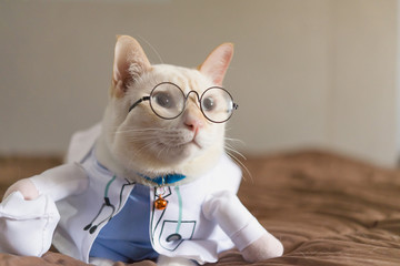 Portrait of cute white cat dressed up in doctor,veterinary concept.