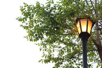 street light under trees