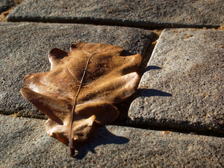 oak leaf lies on the pavement in autumn